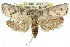  ( - 11ANIC-11264)  @15 [ ] CreativeCommons - Attribution (2011) ANIC/CBG Photography Group Centre for Biodiversity Genomics