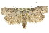  ( - 11ANIC-11265)  @15 [ ] CreativeCommons - Attribution (2011) ANIC/CBG Photography Group Centre for Biodiversity Genomics