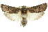  (Cryptophasa leucadelpha - 11ANIC-11268)  @14 [ ] CreativeCommons - Attribution (2011) ANIC/CBG Photography Group Centre for Biodiversity Genomics