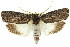  (Cryptophasa sp. ANIC11 - 11ANIC-11269)  @15 [ ] CreativeCommons - Attribution (2011) ANIC/CBG Photography Group Centre for Biodiversity Genomics