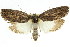  ( - 11ANIC-11271)  @13 [ ] CreativeCommons - Attribution (2011) ANIC/CBG Photography Group Centre for Biodiversity Genomics