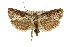 ( - 11ANIC-11272)  @13 [ ] CreativeCommons - Attribution (2011) ANIC/CBG Photography Group Centre for Biodiversity Genomics