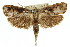  ( - 11ANIC-11274)  @13 [ ] CreativeCommons - Attribution (2011) ANIC/CBG Photography Group Centre for Biodiversity Genomics