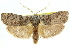  (Cryptophasa sp. ANIC12 - 11ANIC-11278)  @15 [ ] CreativeCommons - Attribution (2011) ANIC/CBG Photography Group Centre for Biodiversity Genomics