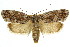  ( - 11ANIC-11281)  @11 [ ] CreativeCommons - Attribution (2011) ANIC/CBG Photography Group Centre for Biodiversity Genomics