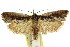  (Cryptophasa sp. ANIC14 - 11ANIC-11283)  @11 [ ] CreativeCommons - Attribution (2011) ANIC/CBG Photography Group Centre for Biodiversity Genomics