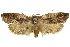  ( - 11ANIC-11284)  @11 [ ] CreativeCommons - Attribution (2011) ANIC/CBG Photography Group Centre for Biodiversity Genomics