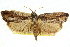  ( - 11ANIC-11285)  @11 [ ] CreativeCommons - Attribution (2011) ANIC/CBG Photography Group Centre for Biodiversity Genomics