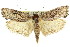  (Cryptophasa sp. ANIC15 - 11ANIC-11286)  @15 [ ] CreativeCommons - Attribution (2011) ANIC/CBG Photography Group Centre for Biodiversity Genomics