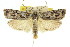  ( - 11ANIC-11289)  @15 [ ] CreativeCommons - Attribution (2011) ANIC/CBG Photography Group Centre for Biodiversity Genomics