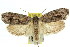  ( - 11ANIC-11291)  @15 [ ] CreativeCommons - Attribution (2011) ANIC/CBG Photography Group Centre for Biodiversity Genomics