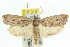  (Cryptophasa sp. ANIC18 - 11ANIC-11297)  @14 [ ] CreativeCommons - Attribution (2011) ANIC/CBG Photography Group Centre for Biodiversity Genomics