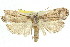 ( - 11ANIC-11299)  @15 [ ] CreativeCommons - Attribution (2011) ANIC/CBG Photography Group Centre for Biodiversity Genomics