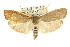  ( - 11ANIC-11310)  @15 [ ] CreativeCommons - Attribution (2011) ANIC/CBG Photography Group Centre for Biodiversity Genomics
