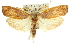  (Cryptophasa sp. ANIC99 - 11ANIC-11312)  @15 [ ] CreativeCommons - Attribution (2011) ANIC/CBG Photography Group Centre for Biodiversity Genomics