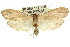  (Cryptophasa sp. ANIC21 - 11ANIC-11314)  @15 [ ] CreativeCommons - Attribution (2011) ANIC/CBG Photography Group Centre for Biodiversity Genomics