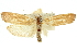  (Cryptophasa sp. ANIC99 - 11ANIC-11317)  @15 [ ] CreativeCommons - Attribution (2011) ANIC/CBG Photography Group Centre for Biodiversity Genomics