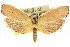  ( - 11ANIC-11319)  @11 [ ] CreativeCommons - Attribution (2011) ANIC/CBG Photography Group Centre for Biodiversity Genomics
