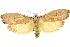  (Cryptophasa citrinopa - 11ANIC-11321)  @15 [ ] CreativeCommons - Attribution (2011) ANIC/CBG Photography Group Centre for Biodiversity Genomics