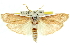  (Cryptophasa sp. ANIC21 - 11ANIC-11323)  @15 [ ] CreativeCommons - Attribution (2011) ANIC/CBG Photography Group Centre for Biodiversity Genomics