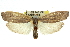  ( - 11ANIC-11329)  @13 [ ] CreativeCommons - Attribution (2011) ANIC/CBG Photography Group Centre for Biodiversity Genomics