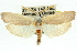  ( - 11ANIC-11331)  @13 [ ] CreativeCommons - Attribution (2011) ANIC/CBG Photography Group Centre for Biodiversity Genomics