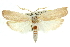  ( - 11ANIC-11333)  @13 [ ] CreativeCommons - Attribution (2011) ANIC/CBG Photography Group Centre for Biodiversity Genomics