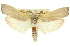 ( - 11ANIC-11334)  @11 [ ] CreativeCommons - Attribution (2011) ANIC/CBG Photography Group Centre for Biodiversity Genomics