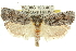  (Cryptophasa sp. ANIC30 - 11ANIC-11337)  @15 [ ] CreativeCommons - Attribution (2011) ANIC/CBG Photography Group Centre for Biodiversity Genomics