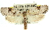  (Cryptophasa sp. ANIC31 - 11ANIC-11339)  @11 [ ] CreativeCommons - Attribution (2011) ANIC/CBG Photography Group Centre for Biodiversity Genomics