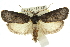  ( - 11ANIC-11346)  @13 [ ] CreativeCommons - Attribution (2011) ANIC/CBG Photography Group Centre for Biodiversity Genomics