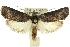  (Cryptophasa sp. ANIC34 - 11ANIC-11347)  @15 [ ] CreativeCommons - Attribution (2011) ANIC/CBG Photography Group Centre for Biodiversity Genomics