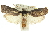 ( - 11ANIC-11348)  @13 [ ] CreativeCommons - Attribution (2011) ANIC/CBG Photography Group Centre for Biodiversity Genomics
