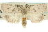  (Cryptophasa sp. ANIC35 - 11ANIC-11353)  @13 [ ] CreativeCommons - Attribution (2011) ANIC/CBG Photography Group Centre for Biodiversity Genomics