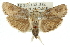  ( - 11ANIC-11356)  @11 [ ] CreativeCommons - Attribution (2011) ANIC/CBG Photography Group Centre for Biodiversity Genomics
