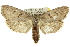  (Cryptophasa sp. ANIC36 - 11ANIC-11357)  @15 [ ] CreativeCommons - Attribution (2011) ANIC/CBG Photography Group Centre for Biodiversity Genomics