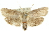  ( - 11ANIC-11361)  @11 [ ] CreativeCommons - Attribution (2011) ANIC/CBG Photography Group Centre for Biodiversity Genomics