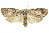  (Cryptophasa sp. ANIC39 - 11ANIC-11364)  @11 [ ] CreativeCommons - Attribution (2011) ANIC/CBG Photography Group Centre for Biodiversity Genomics