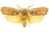  (Cryptophasa diplosema - 11ANIC-11388)  @11 [ ] CreativeCommons - Attribution (2011) ANIC/CBG Photography Group Centre for Biodiversity Genomics