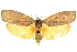  (Cryptophasa sp. ANIC41 - 11ANIC-11390)  @15 [ ] CreativeCommons - Attribution (2011) ANIC/CBG Photography Group Centre for Biodiversity Genomics