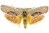  ( - 11ANIC-11391)  @15 [ ] CreativeCommons - Attribution (2011) ANIC/CBG Photography Group Centre for Biodiversity Genomics