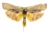  ( - 11ANIC-11392)  @11 [ ] CreativeCommons - Attribution (2011) ANIC/CBG Photography Group Centre for Biodiversity Genomics