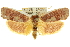  ( - 11ANIC-11393)  @15 [ ] CreativeCommons - Attribution (2011) ANIC/CBG Photography Group Centre for Biodiversity Genomics