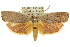  (Cryptophasa sp. ANIC42 - 11ANIC-11395)  @15 [ ] CreativeCommons - Attribution (2011) ANIC/CBG Photography Group Centre for Biodiversity Genomics