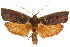  ( - 11ANIC-11399)  @11 [ ] CreativeCommons - Attribution (2011) ANIC/CBG Photography Group Centre for Biodiversity Genomics