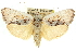  (Cryptophasa sceliphrodes - 11ANIC-11401)  @15 [ ] CreativeCommons - Attribution (2011) ANIC/CBG Photography Group Centre for Biodiversity Genomics
