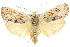  ( - 11ANIC-11403)  @14 [ ] CreativeCommons - Attribution (2011) ANIC/CBG Photography Group Centre for Biodiversity Genomics