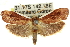  ( - 11ANIC-11417)  @15 [ ] CreativeCommons - Attribution (2011) ANIC/CBG Photography Group Centre for Biodiversity Genomics