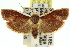  ( - 11ANIC-11418)  @11 [ ] CreativeCommons - Attribution (2011) ANIC/CBG Photography Group Centre for Biodiversity Genomics