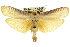  ( - 11ANIC-11419)  @13 [ ] CreativeCommons - Attribution (2011) ANIC/CBG Photography Group Centre for Biodiversity Genomics